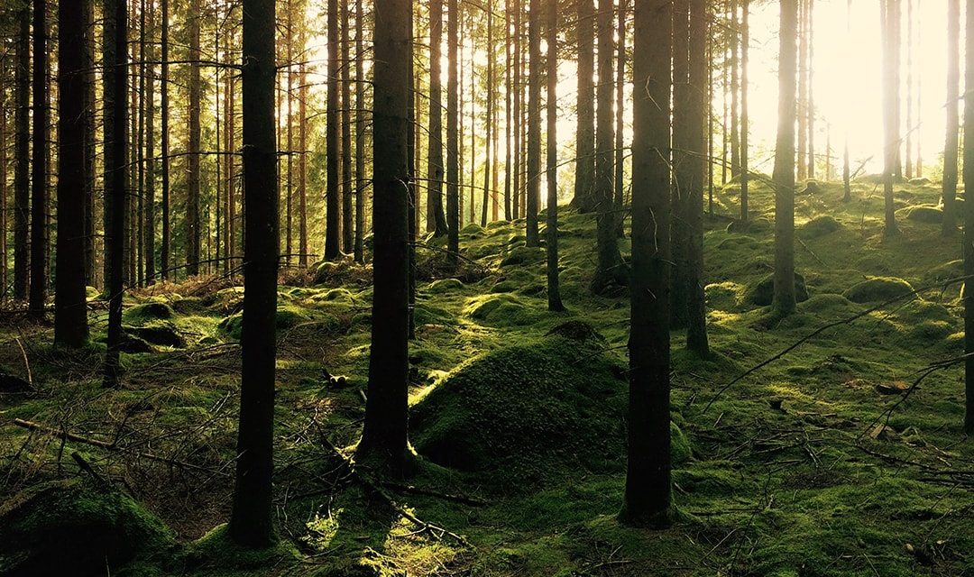 forest